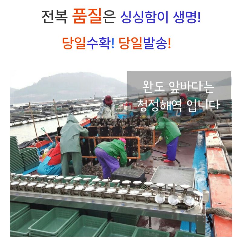 농수사님의 장터 판매 상품 [수산물품질관리사 직영 완도 활전복 왕특대 1kg] 첨부 사진