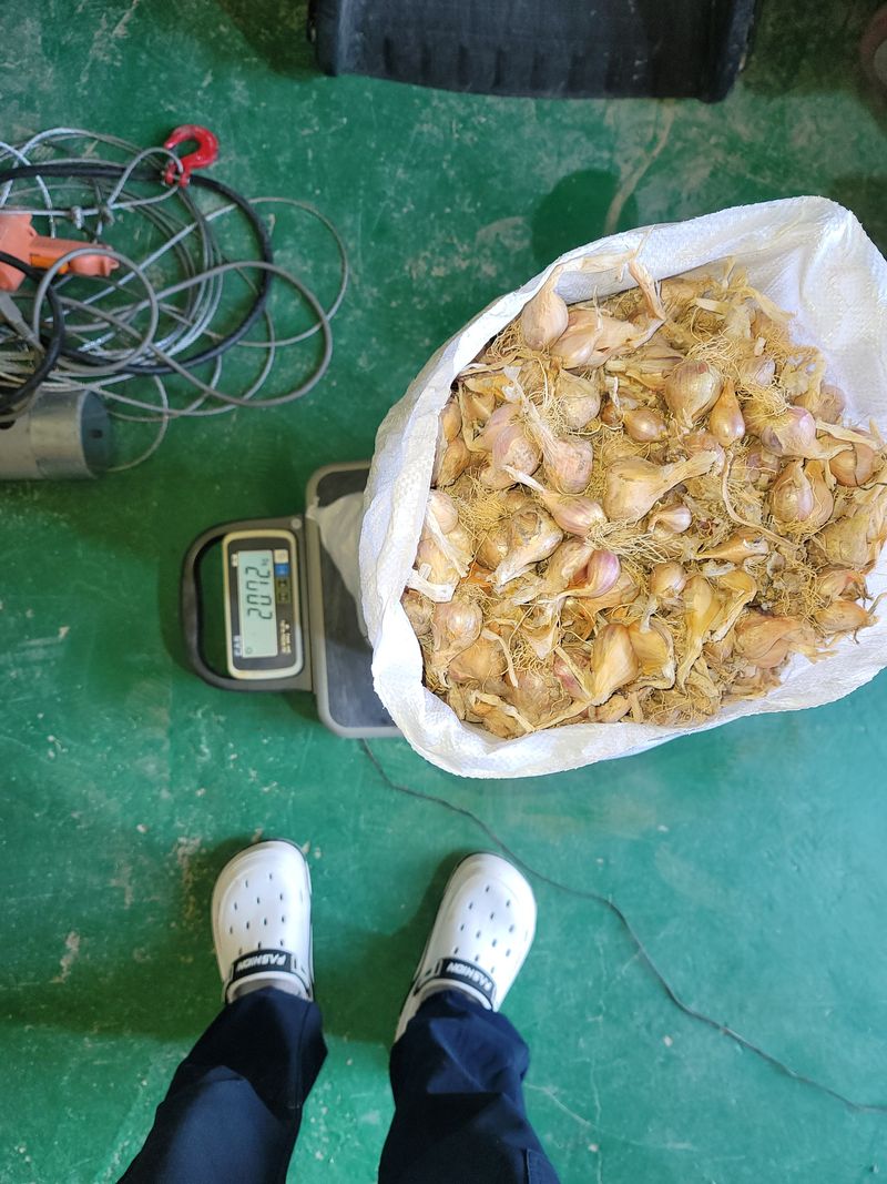 쪽파농민님의 장터 판매 상품 [쪽파종구1kg] 첨부 사진