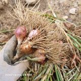 삼성농산님의 자유주제·자유게시판 작성글 사진