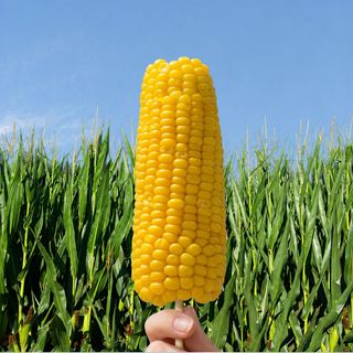 팜모닝 산지직송님의 작성글 사진