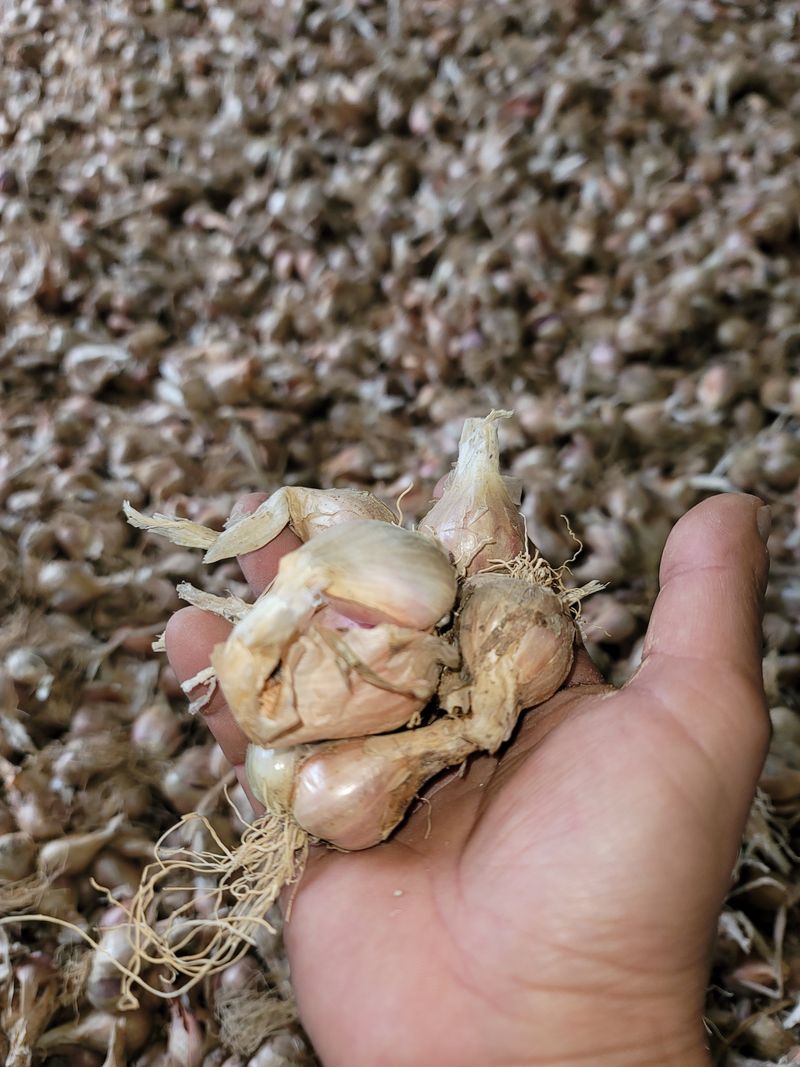 장터 상품 [쪽파종구1kg] 썸네일