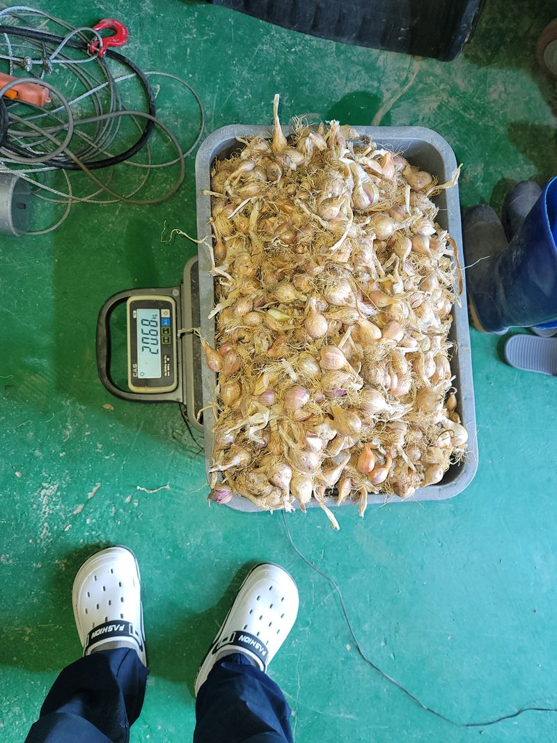 쪽파농민님의 장터 판매 상품 [쪽파종구1kg] 첨부 사진