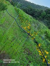 금산허브농원님의 자유주제·자유게시판 작성글 사진