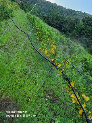 금산허브농원님의 자유주제 · 자유게시판 작성글 사진