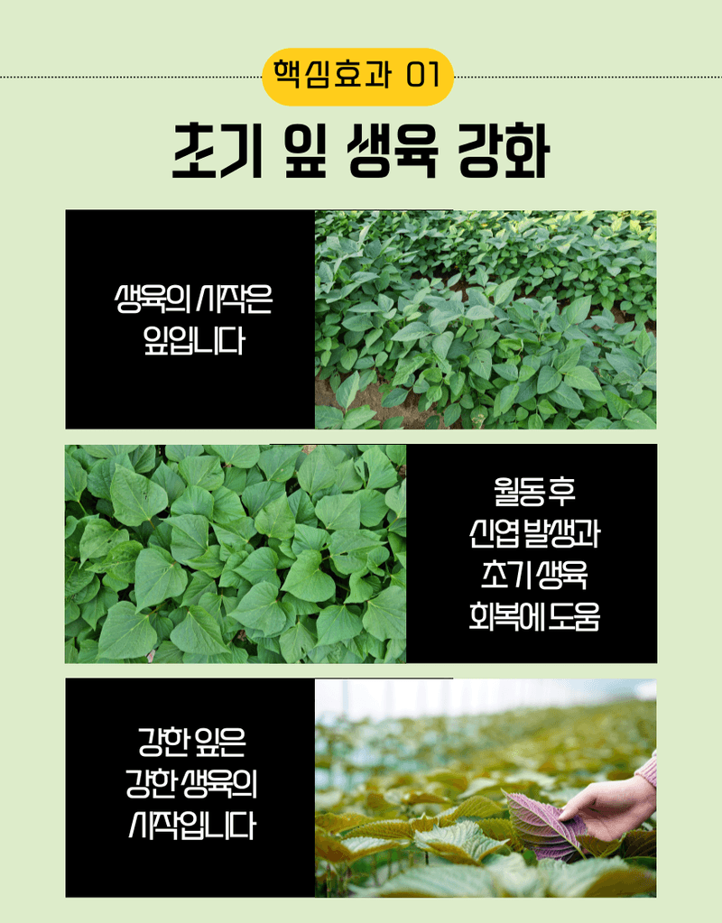 농업마켓365님의 장터 판매 상품 [멀티피드 부스터 2KG 20-20-20 엽면시비 전용비료 복합비료 식물영양제] 첨부 사진