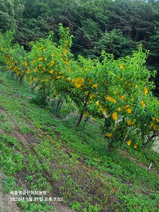 금산허브농원님의 자유주제 · 자유게시판 작성글 사진