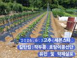 팜모닝 자유주제·자유게시판 게시글 이미지
