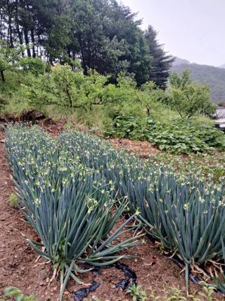 인생은 소풍처럼~님의 자유주제 · 자유게시판 작성글 사진