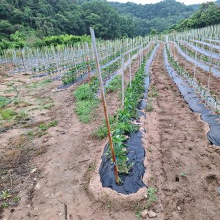 오영도님의 자유주제 · 자유게시판 작성글 사진