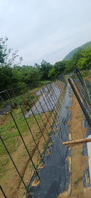 초보퍼머5도2촌준비님의 자유주제 · 자유게시판 작성글 사진