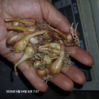삼성농산님의 작성글 사진