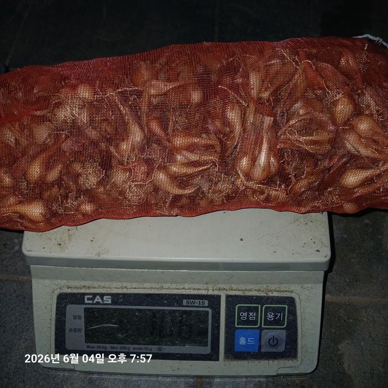 삼성농산님의 장터 판매 상품 [외국큰쪽파] 첨부 사진