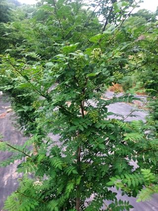 머털도사(몽자아빠)님의 작성글 사진