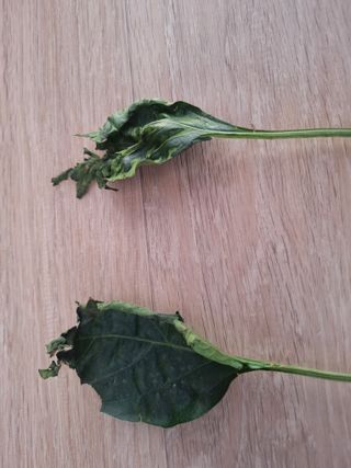 삼태성님의 자유주제 · 자유게시판 작성글 사진