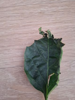 삼태성님의 자유주제 · 자유게시판 작성글 사진
