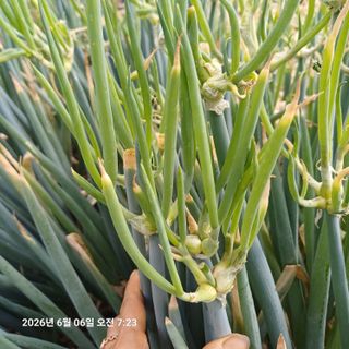 삼성농산님의 작성글 사진