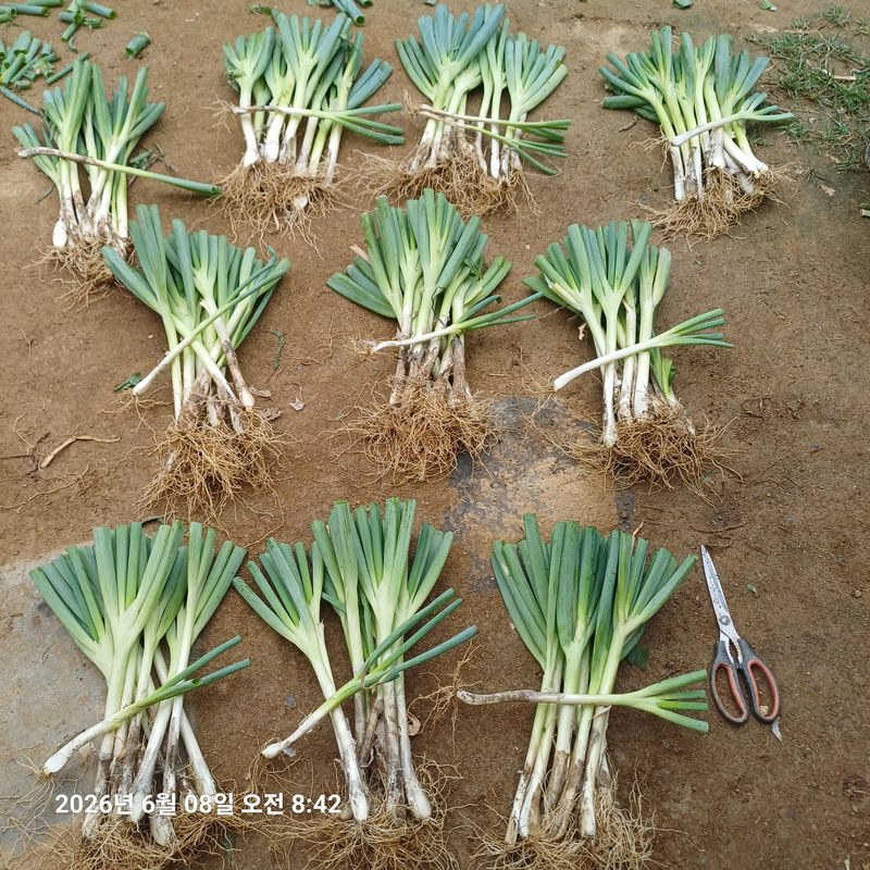 삼성농산님의 장터 판매 상품 [요술대파.순천동파 판매] 첨부 사진
