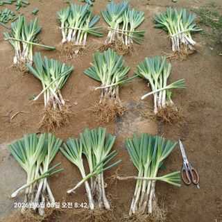 삼성농산님의 작성글 사진