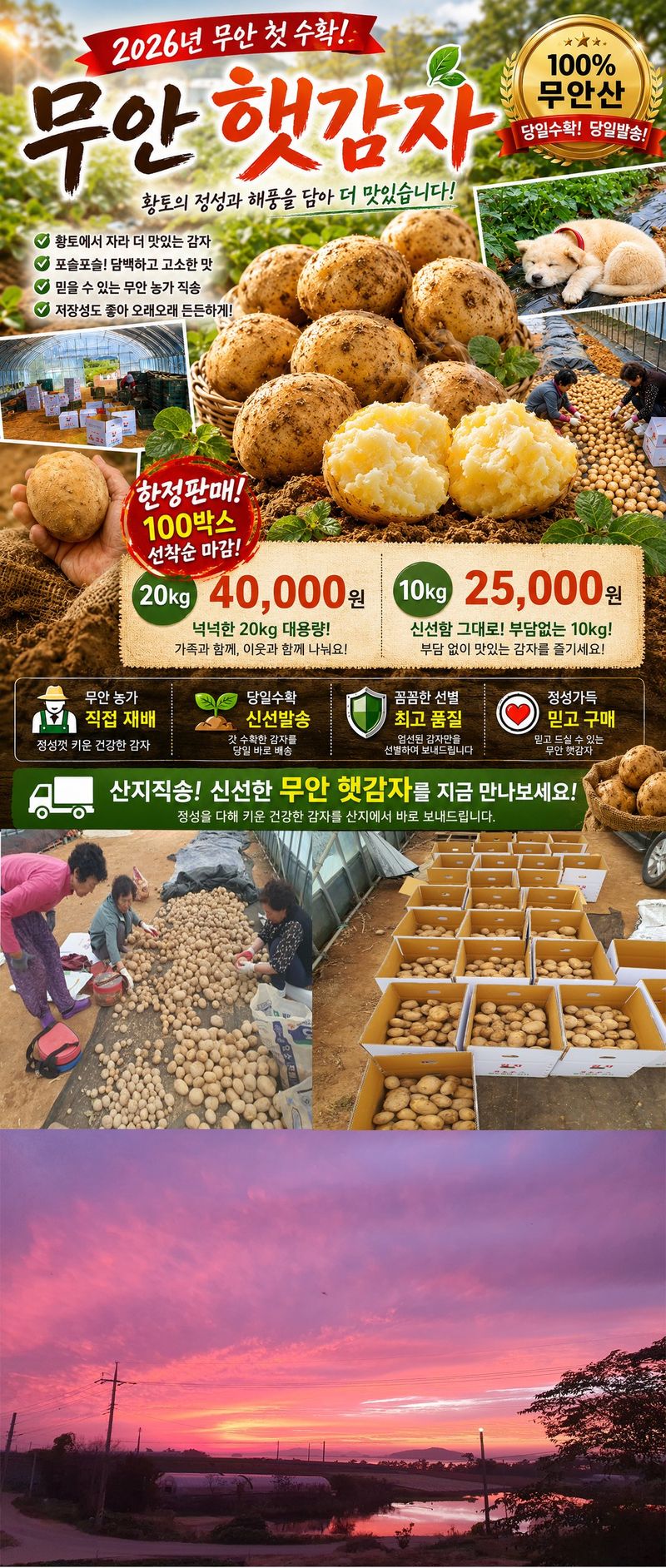 그린팜님의 장터 판매 상품 [수미감자] 첨부 사진