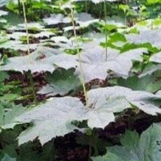 병풍취산채농원님의 자유주제 · 자유게시판 작성글 사진