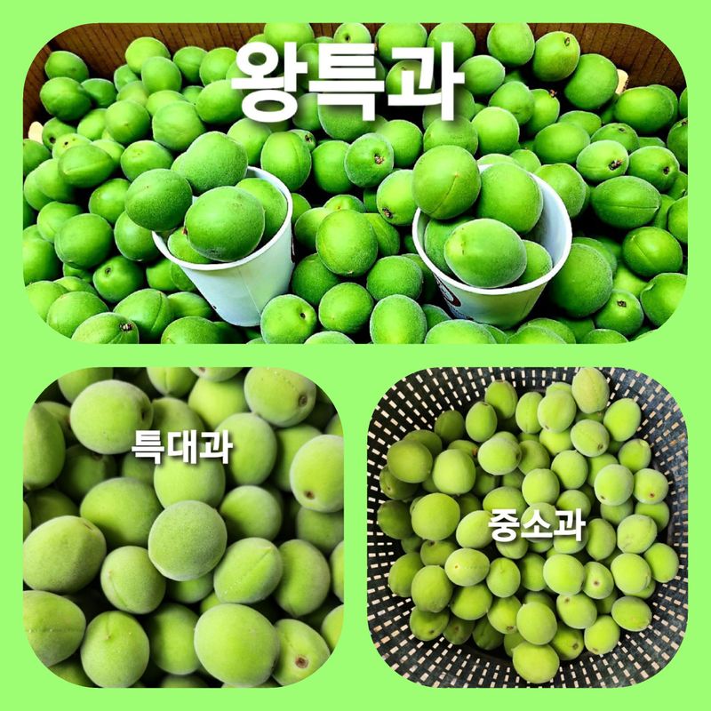 이슬농부농산님의 장터 판매 상품 [친환경 청매실(10kg)] 첨부 사진