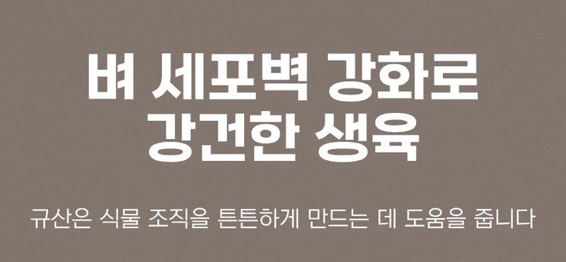 농업마켓365님의 장터 판매 상품 [규산골드 액제 1L 수도작비료 벼전용 도복경감 규산비료 미질향상 항공방제] 첨부 사진