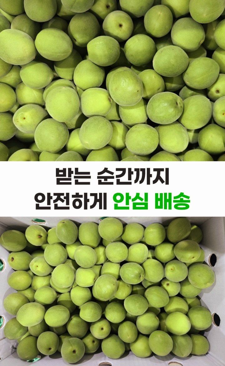 자두14488님의 장터 판매 상품 [청매실 10kg 입안 가득 퍼지는 상큼한 맛] 첨부 사진