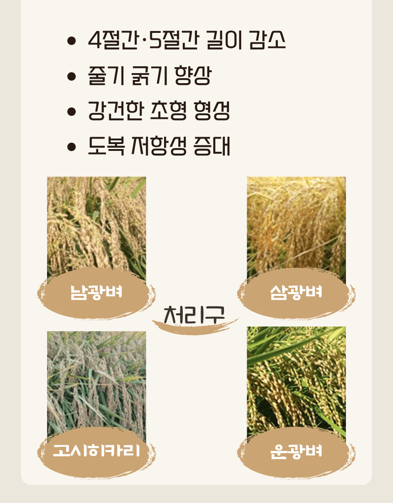 농업마켓365님의 장터 판매 상품 [규산골드 액제 1L 수도작비료 벼전용 도복경감 규산비료 미질향상 항공방제] 첨부 사진