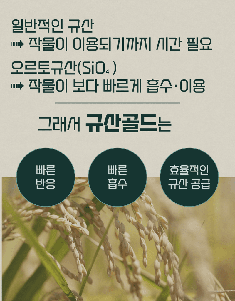 농업마켓365님의 장터 판매 상품 [규산골드 액제 1L 수도작비료 벼전용 도복경감 규산비료 미질향상 항공방제] 첨부 사진