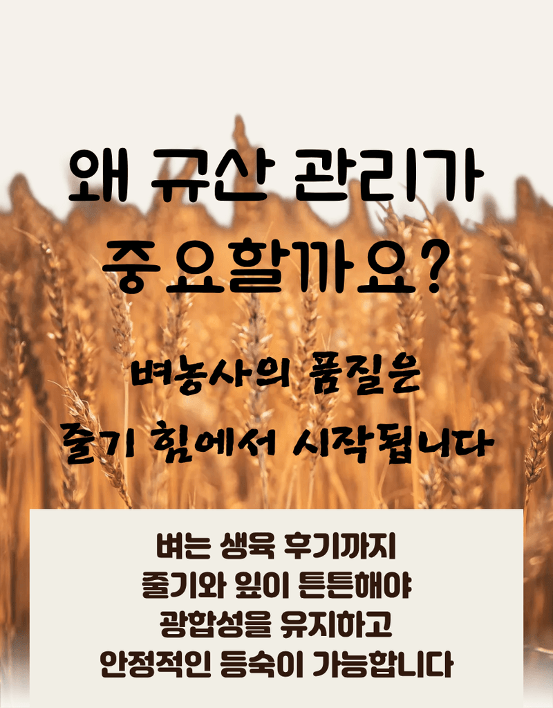 농업마켓365님의 장터 판매 상품 [규산골드 액제 1L 수도작비료 벼전용 도복경감 규산비료 미질향상 항공방제] 첨부 사진