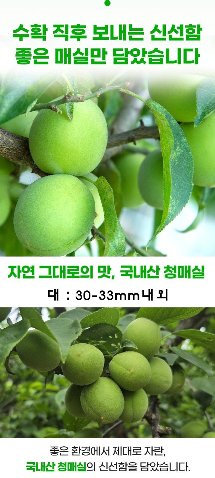 자두14488님의 장터 판매 상품 [청매실 10kg 입안 가득 퍼지는 상큼한 맛] 첨부 사진