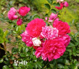 연향님의 자유주제 · 자유게시판 작성글 사진