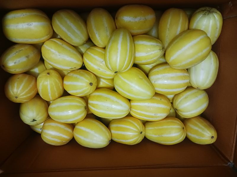 장터 상품 [성주 참외 가정용 10kg ] 썸네일