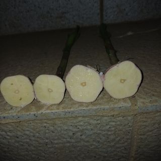 삼성농산님의 작성글 사진