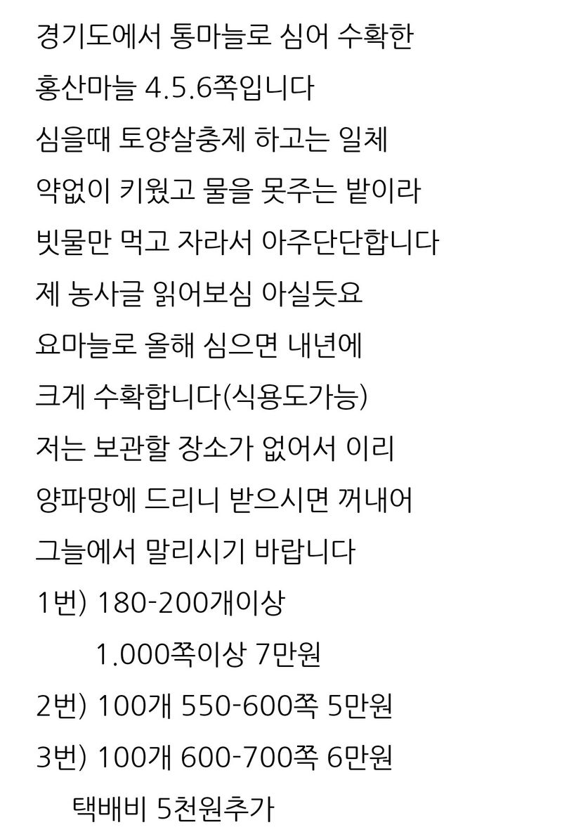 삼성농산님의 장터 판매 상품 [통마늘 심어 수확한 홍산마늘심을것 2접가량 7만] 첨부 사진