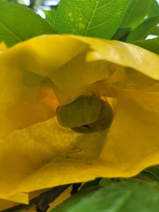 김안식~납작복숭아님의 자유주제 · 자유게시판 작성글 사진