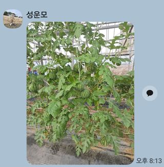 청운농원육묘장님의 자유주제·사진전 작성글 사진
