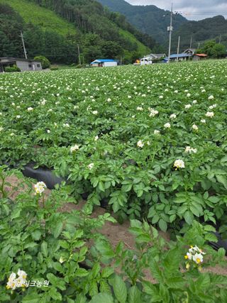 팜모닝회원 바이크농원님의 자유주제 · 사진전 작성글 사진
