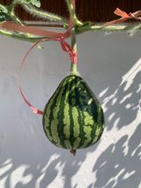 님의 농사, 무엇이든 물어보세요!·참여글 작성글 사진