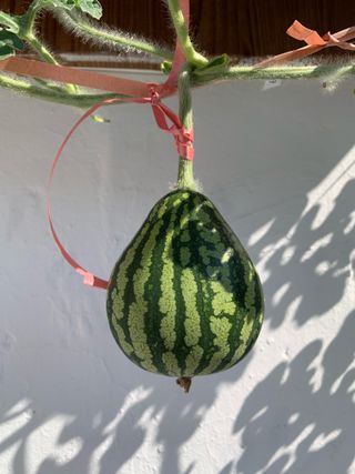 님의 농사, 무엇이든 물어보세요! · 참여글 작성글 사진