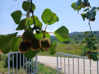 화우농원님의 자유주제 · 자유게시판 작성글 사진