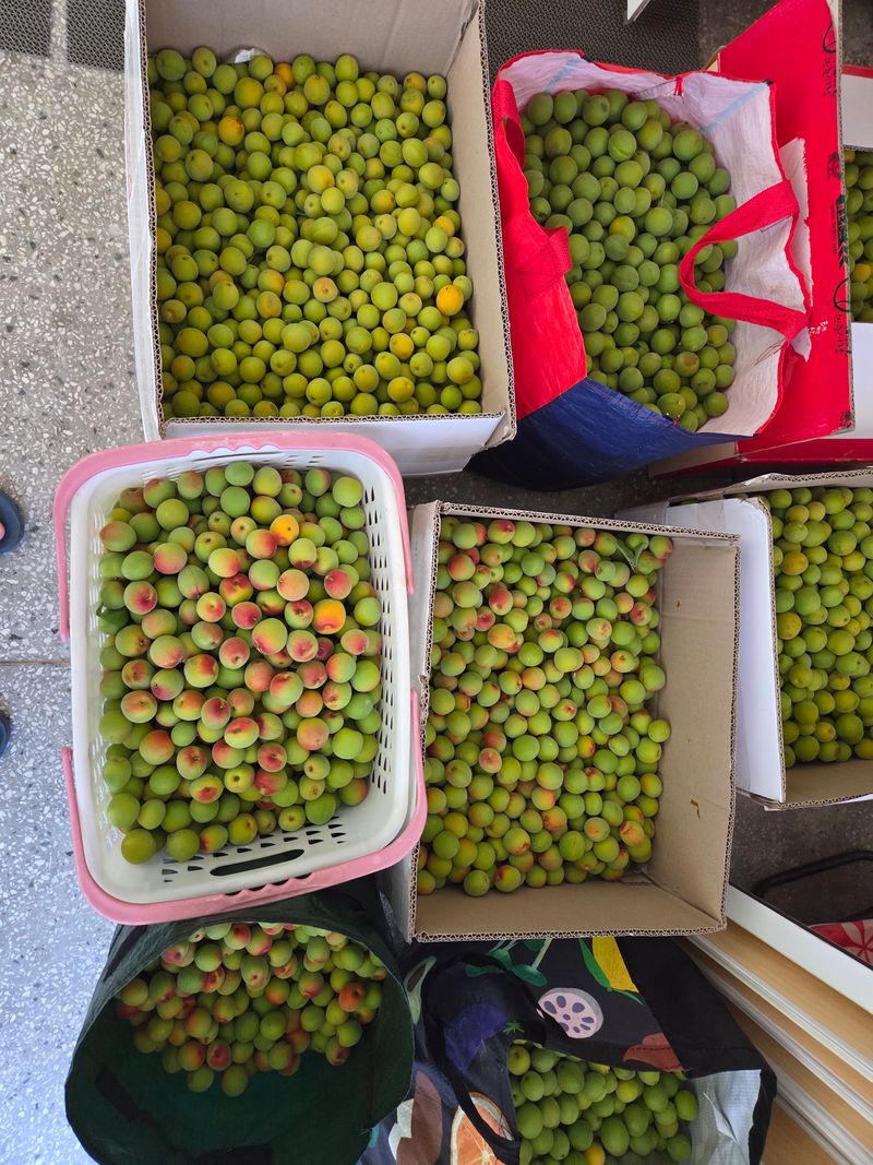 포도17654님의 장터 판매 상품 [홍매실,  10kg  판매완료 ] 첨부 사진