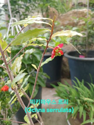 달맛햇복숭아농원님의 자유주제 · 자유게시판 작성글 사진