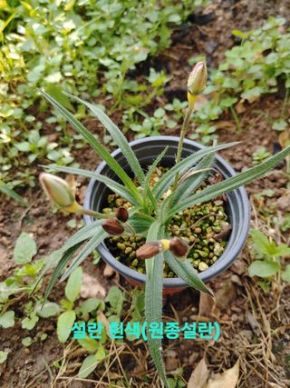 달맛햇복숭아농원님의 자유주제 · 자유게시판 작성글 사진