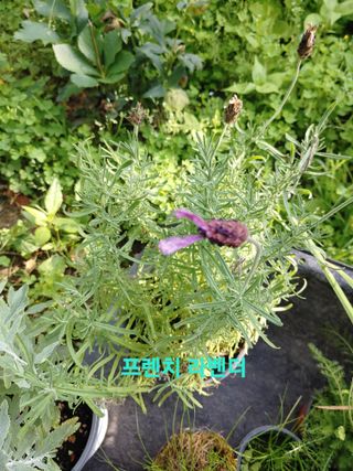 달맛햇복숭아농원님의 자유주제 · 자유게시판 작성글 사진