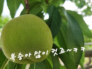 키다리님의 작성글 사진