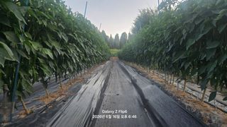 차상만님의 자유주제 · 사진전 작성글 사진