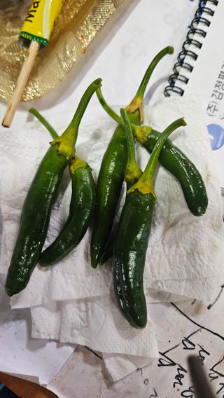 귤사랑님의 자유주제·자유게시판 작성글 사진