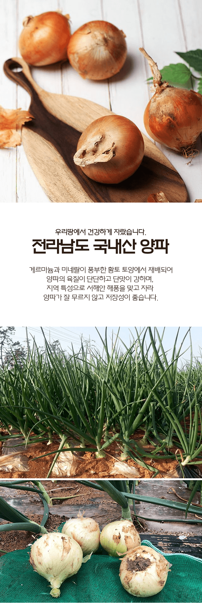 팜모닝 산지직송님의 장터 판매 상품 [황토에서 자란 26년 햇양파 중대과 3kg/5kg] 첨부 사진