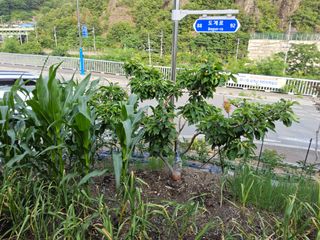김용대님의 자유주제 · 자유게시판 작성글 사진